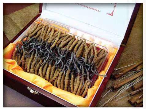 台江冬虫夏草回收